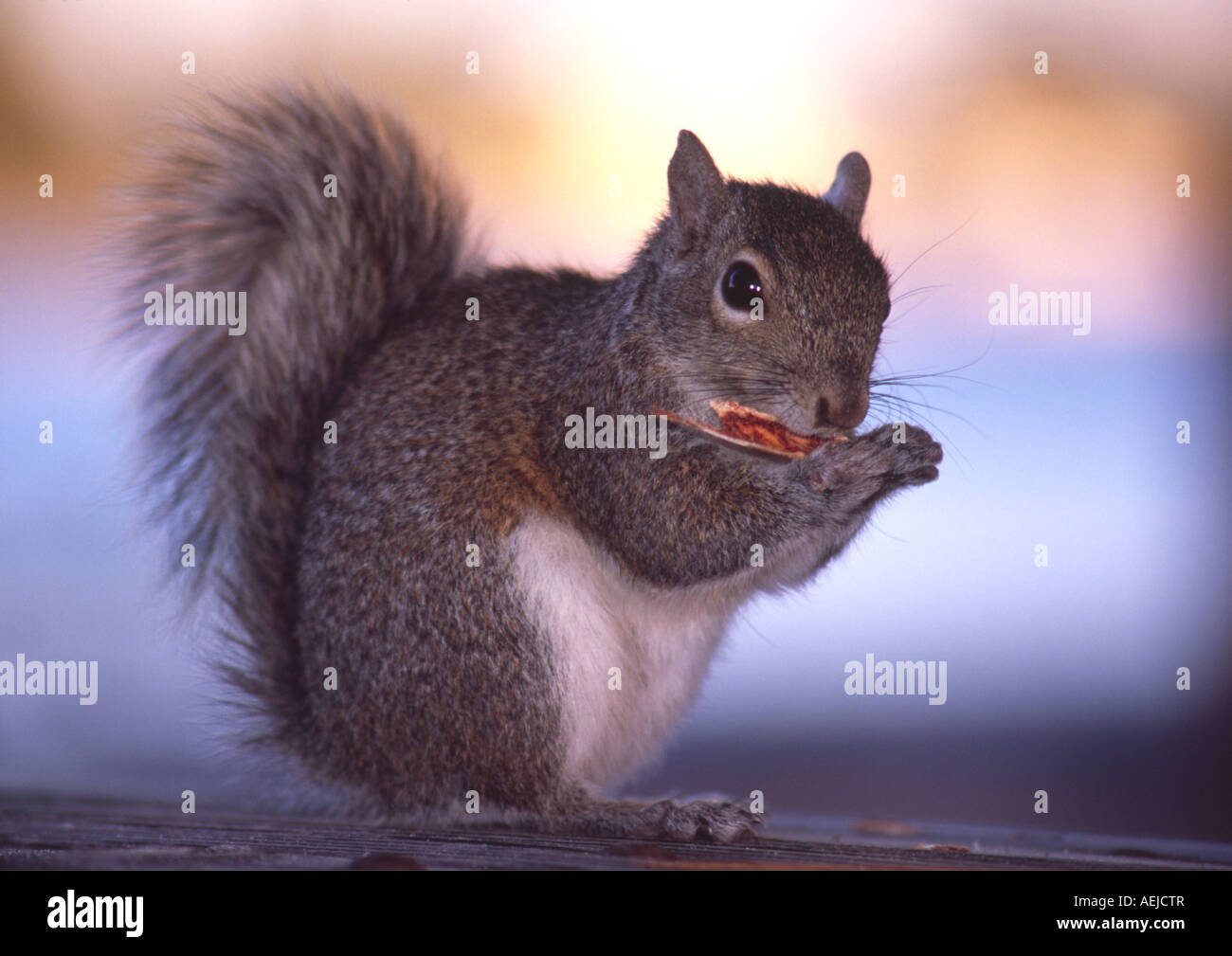 an eastern grey squirrel in Florida eating a nut Stock Photo