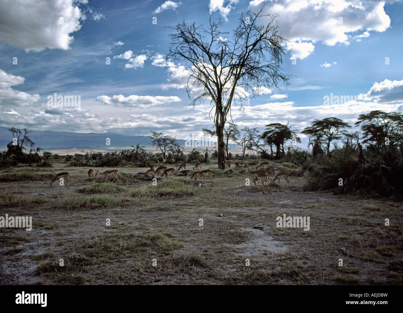 amboseli national park, kenya, africa, 1984 Stock Photo