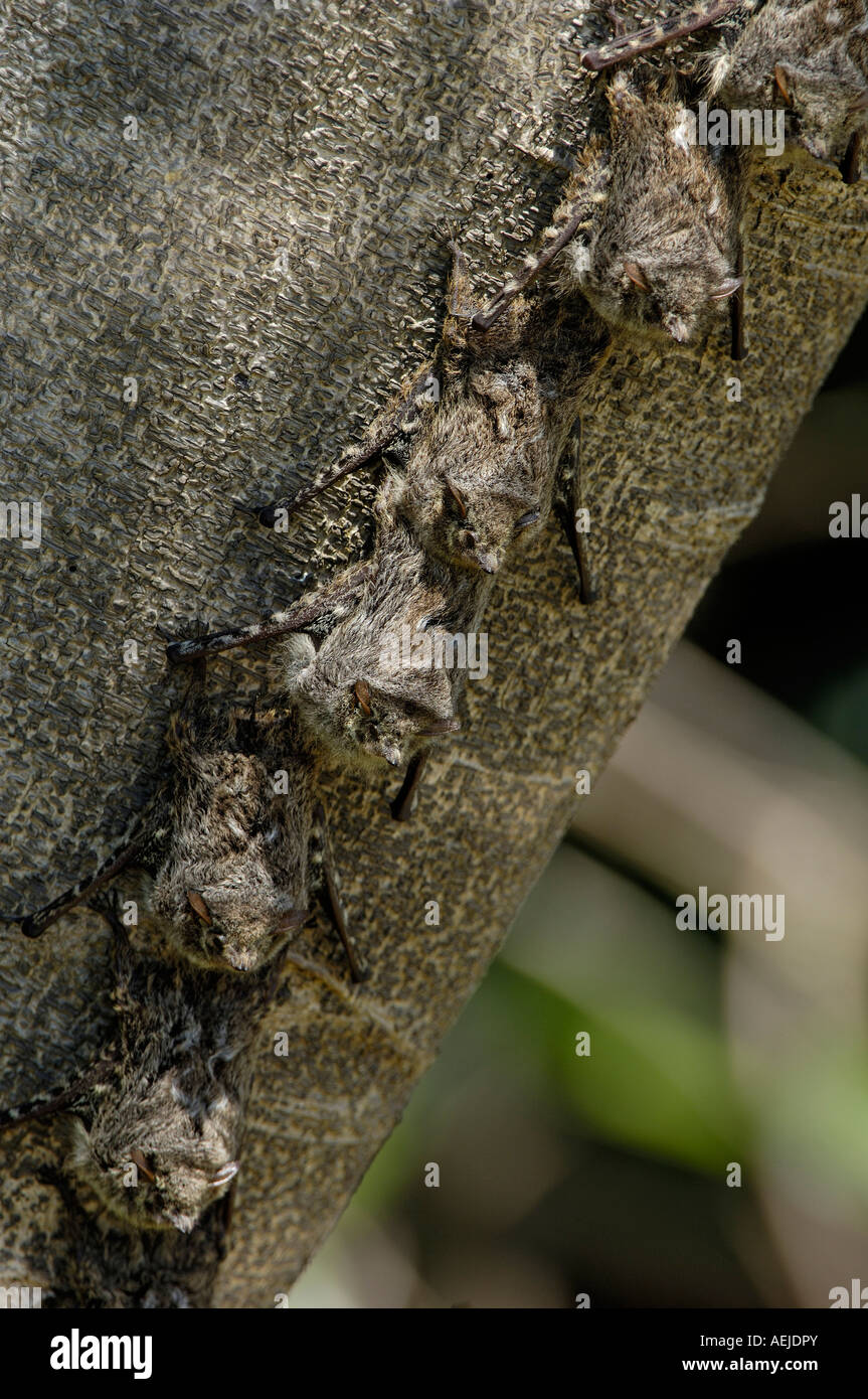 Bat, Rhynchonycteris naso, sleeping on tree, Pantanal, Brasilien Stock Photo