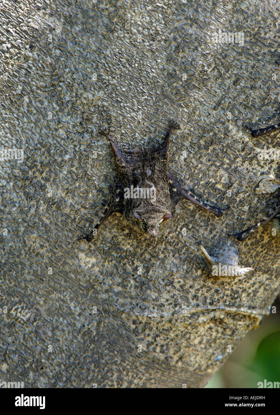 Bat, Rhynchonycteris naso, sleeping on tree, Pantanal, Brasilien Stock Photo