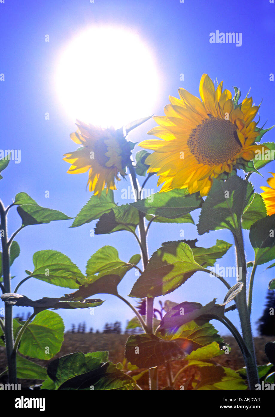 sunflowers with the sun behind and a blue sky Stock Photo - Alamy