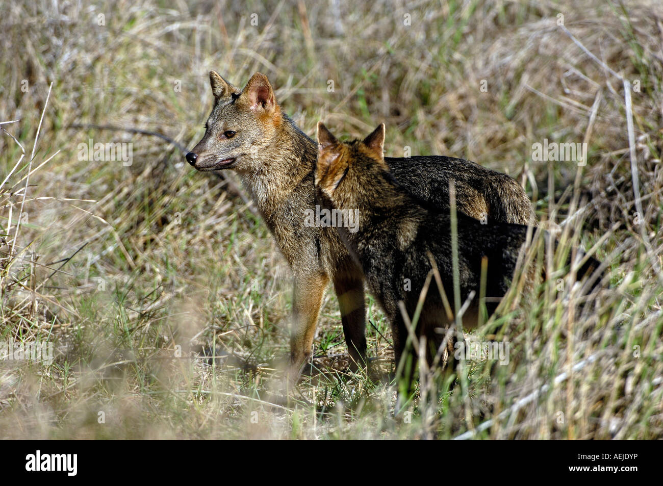 Fox, Cerdocyon thous, Pantanal, Brasil Stock Photo