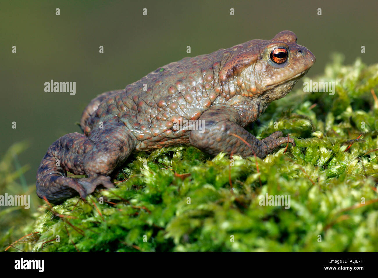 European common toad - male (Bufo bufo) Stock Photo