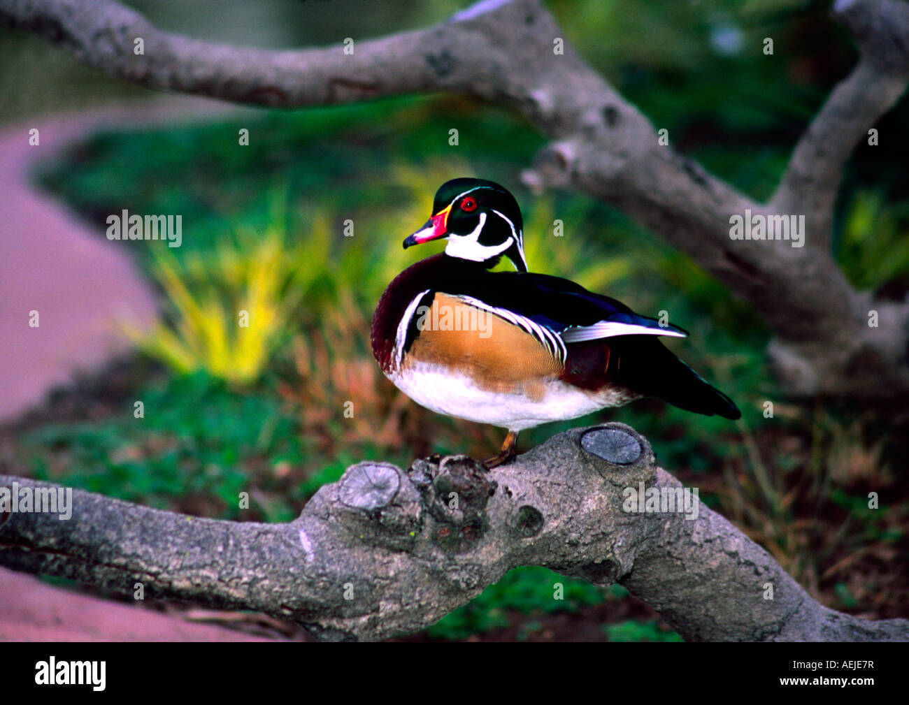 Regal duck hires stock photography and images Alamy