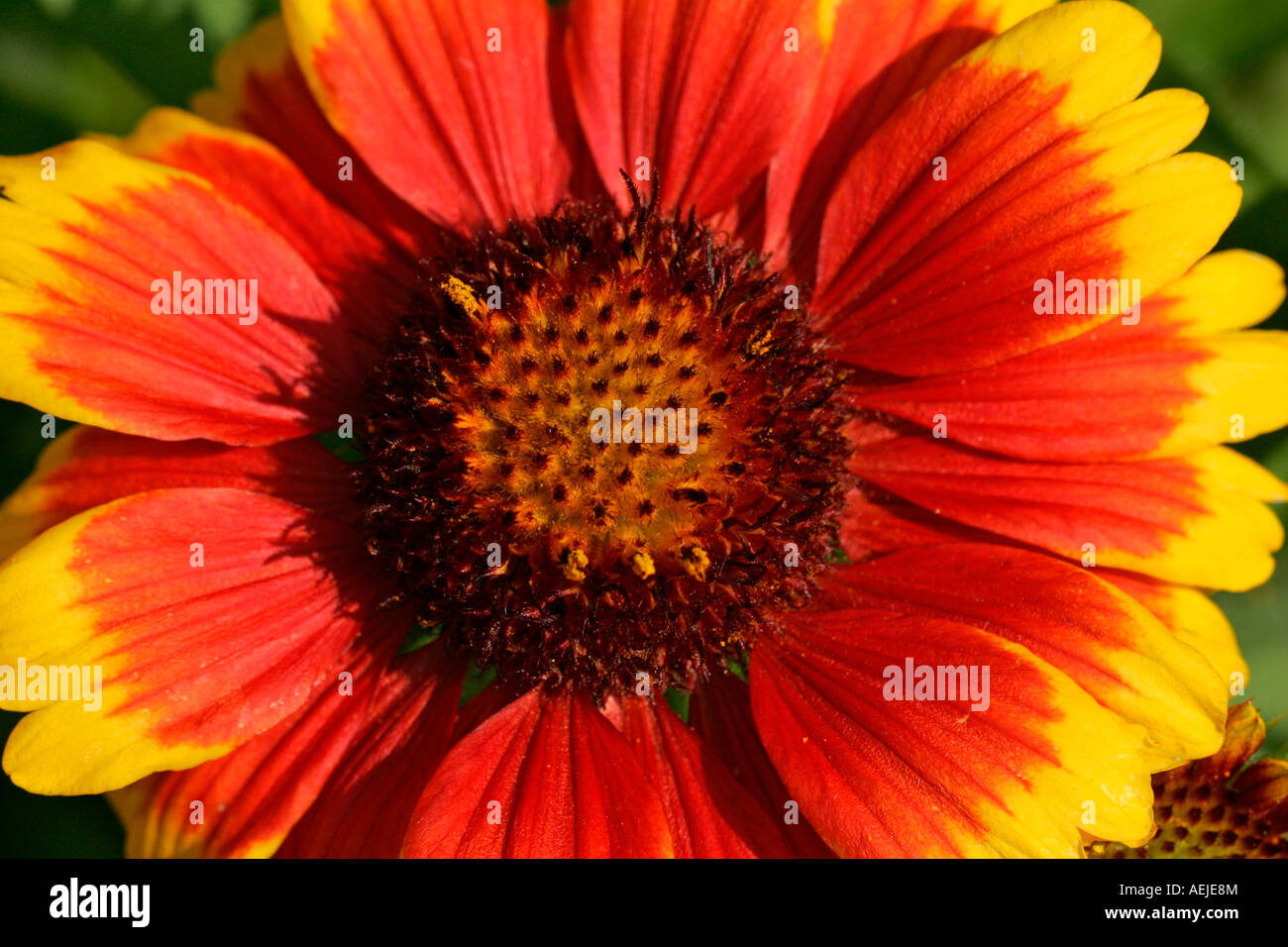 Flowering gaillardia blanket flower (Gaillardia x grandiflora Kobold