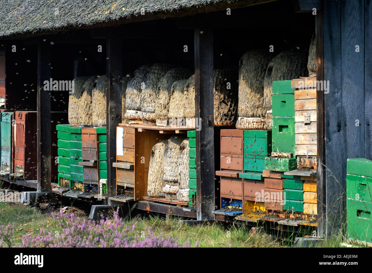 Beekeeping in a beehouse with beehives, nature reserve Lueneburg Heath, Lower Saxony, Germany, Europe, Stock Photo