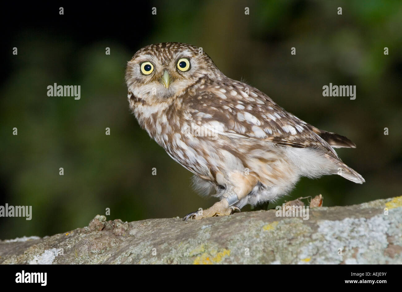 Little Owl (Athene noctua Stock Photo Alamy