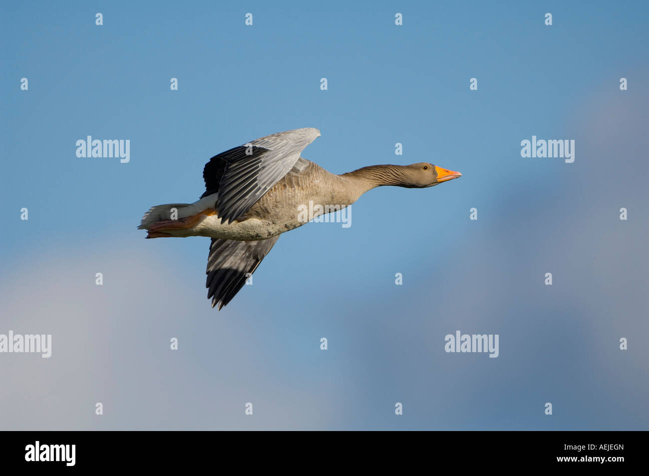 Graylag Goose (Anser anser) Stock Photo