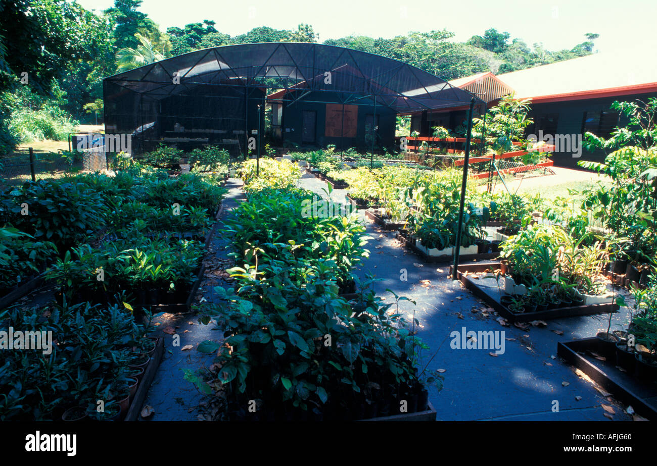 Nursery for rainforest trees Australia Stock Photo Alamy