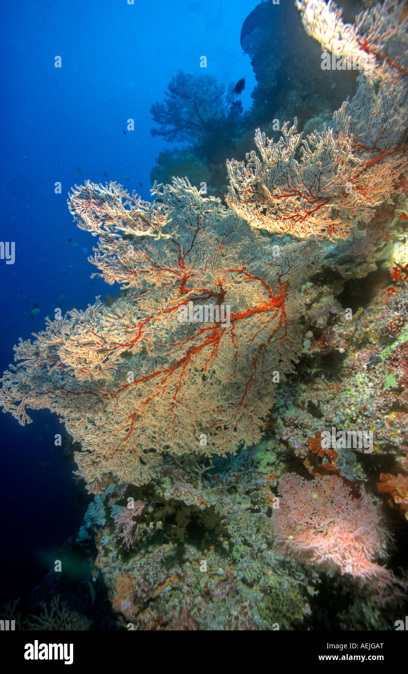 Underwater landscape with soft corals (Alcyonacea) and gogonians Stock Photo