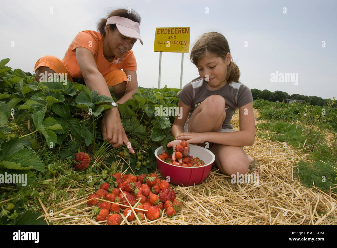 Mother and daughter pick strawberries, Hessen, Germany. Stock Photo