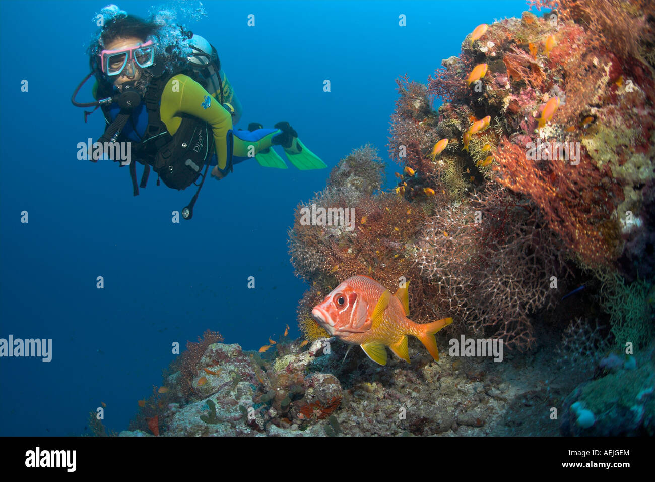 Diver observing a Giant squirrelfish (Sargocentron spiniferum) Stock Photo