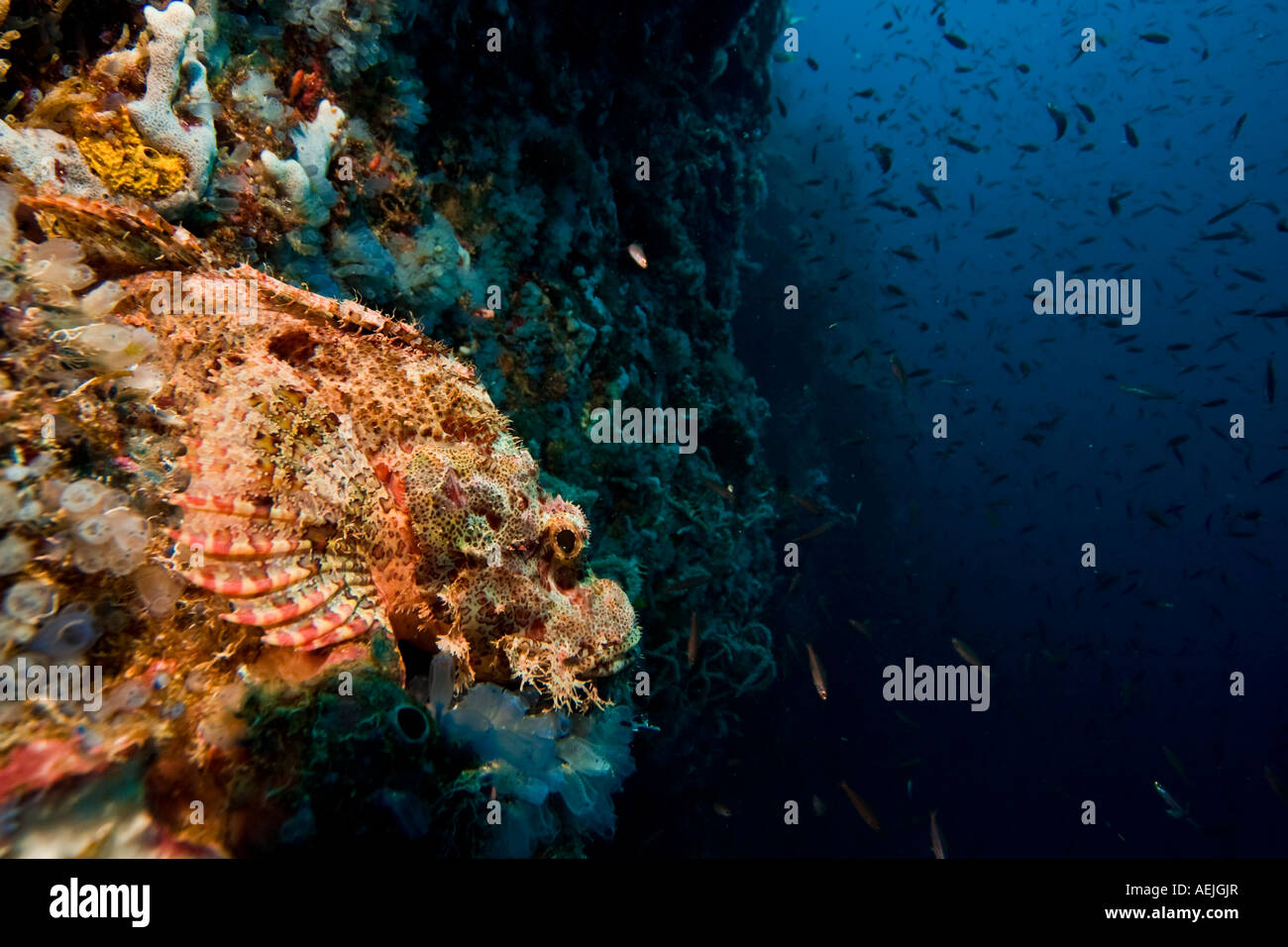 Bearded scorpionfish, Scorpaenopsis barbatus. Stock Photo