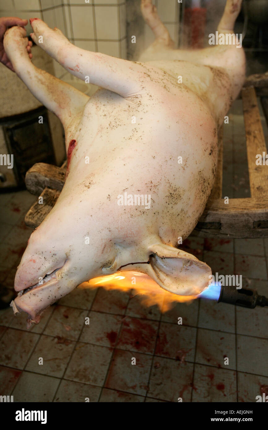 A butcher kills a pig. Stock Photo