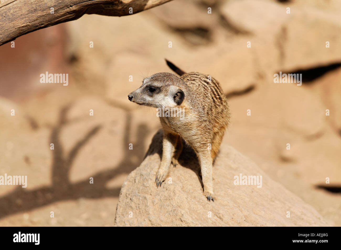 Meerkat, Suricata suricata Stock Photo