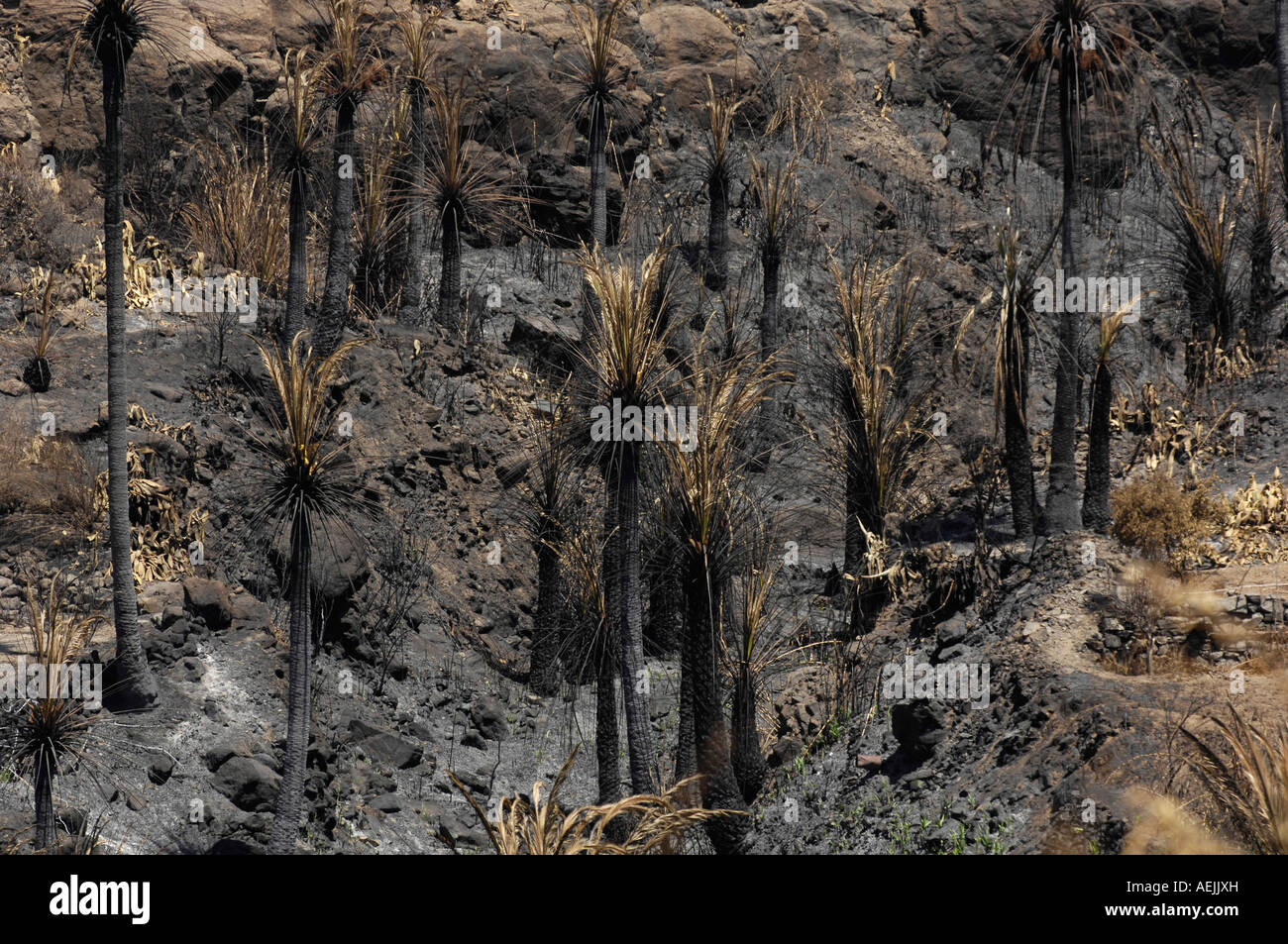 Palm groves burnt during 2007 forest fires, Gran Canaria, Canaries, Spain Stock Photo