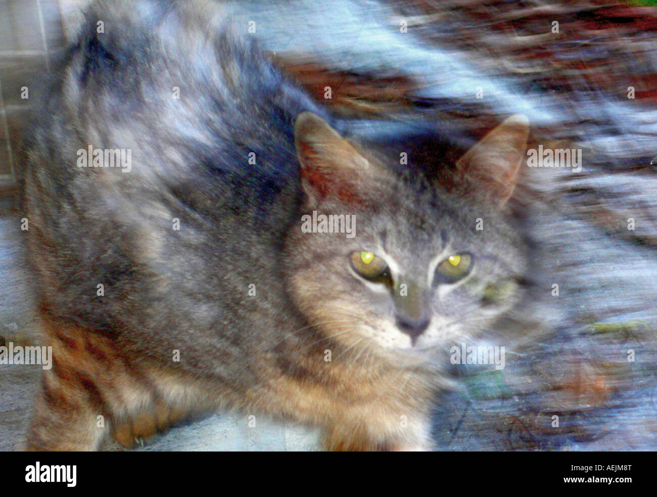 Savaged domestic cat in winter Stock Photo