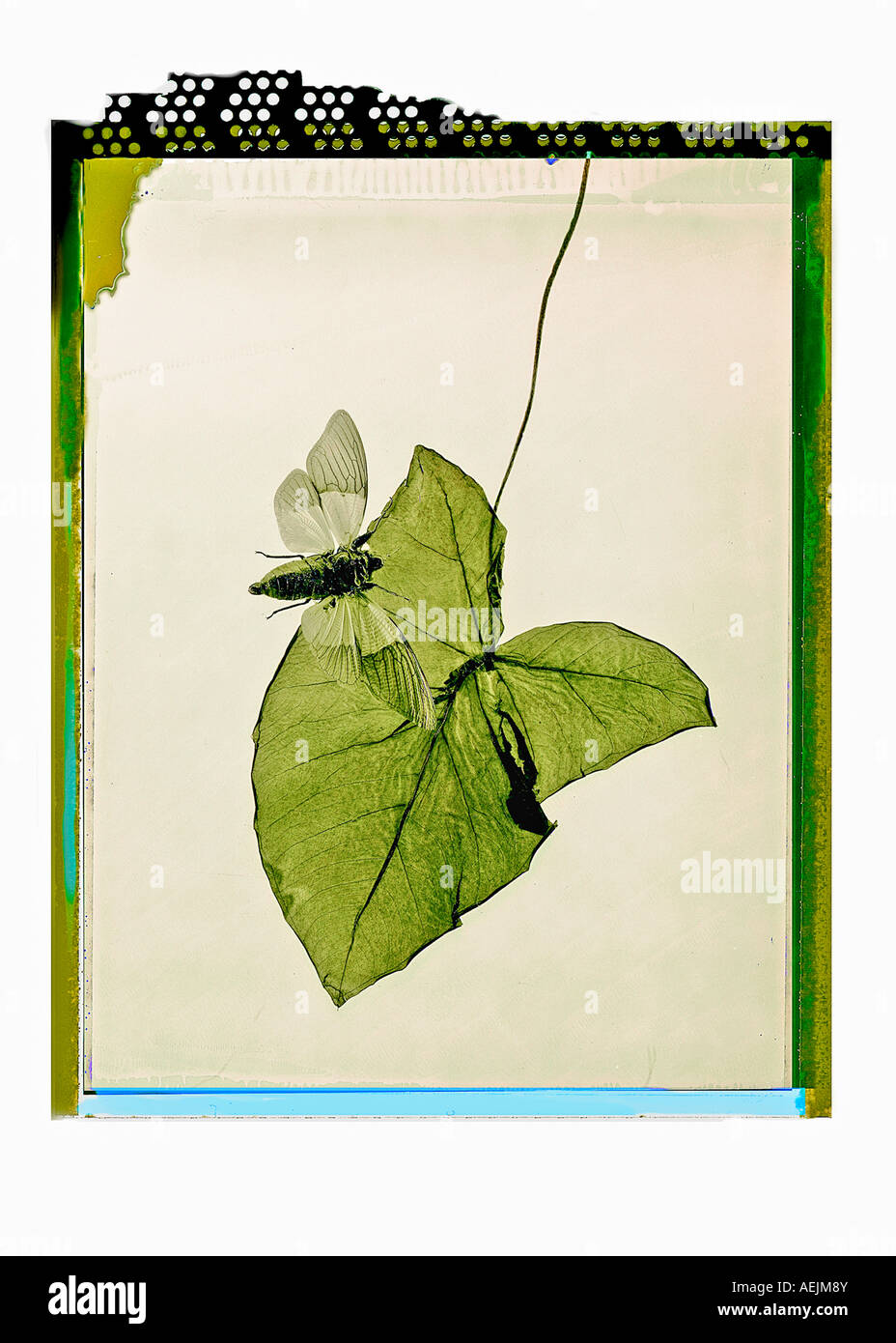 Cicada on a green leaf, polaroid art Stock Photo