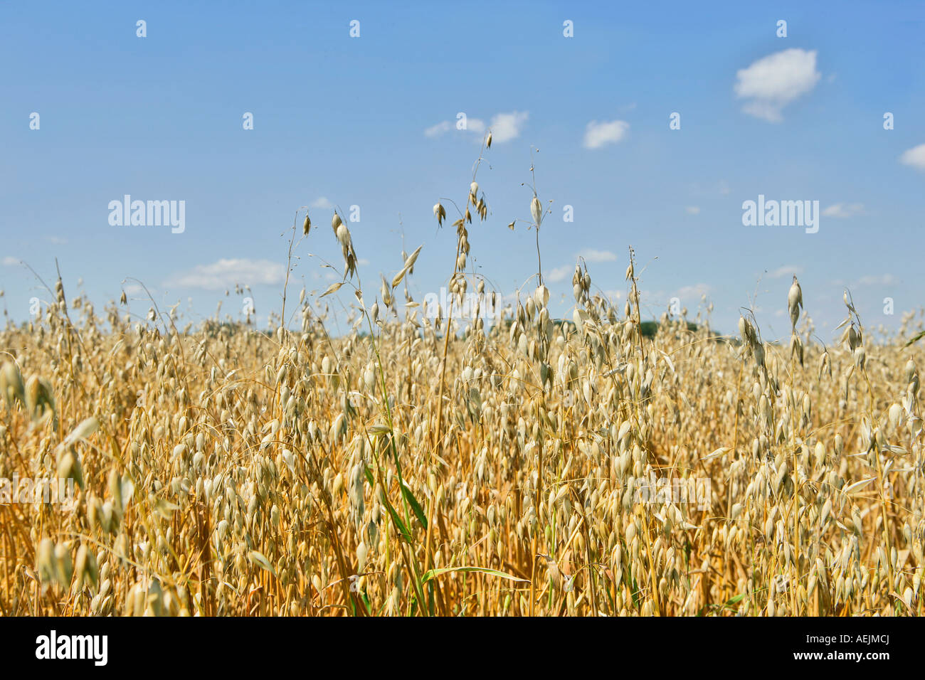 Oat field Stock Photo