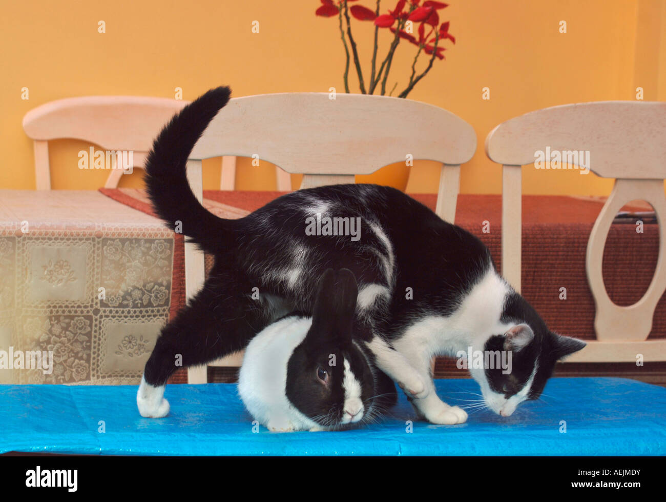 Pet Cat & Rabbit Together Stock Photo Alamy