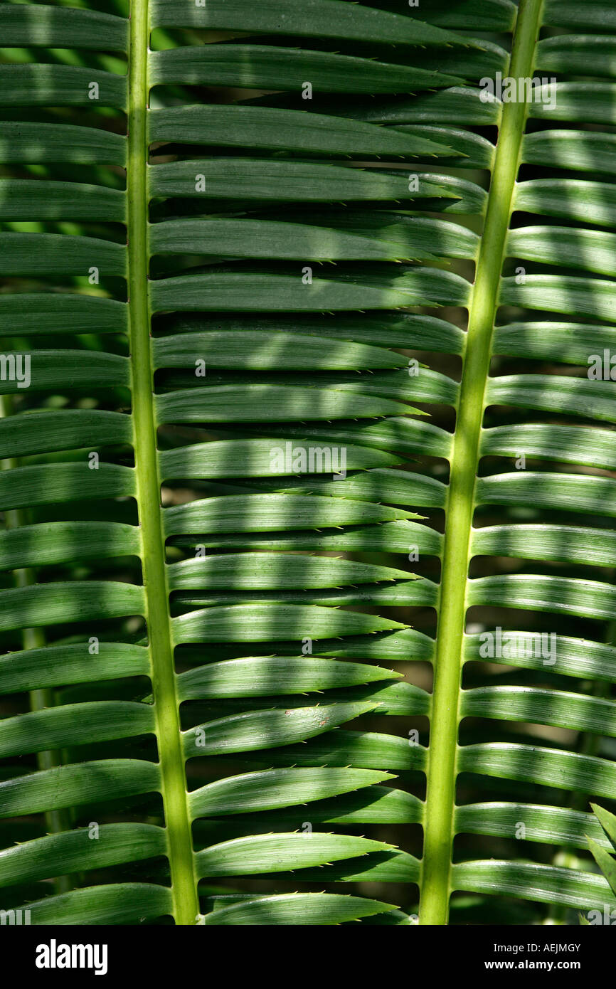 Two palm leaves Stock Photo