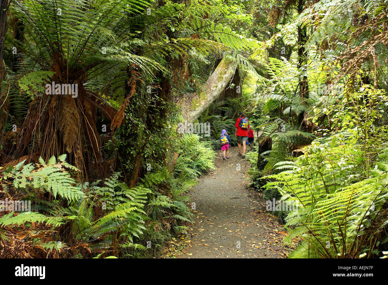 Walkers in Native Bush Catlins South Island New Zealand Stock Photo