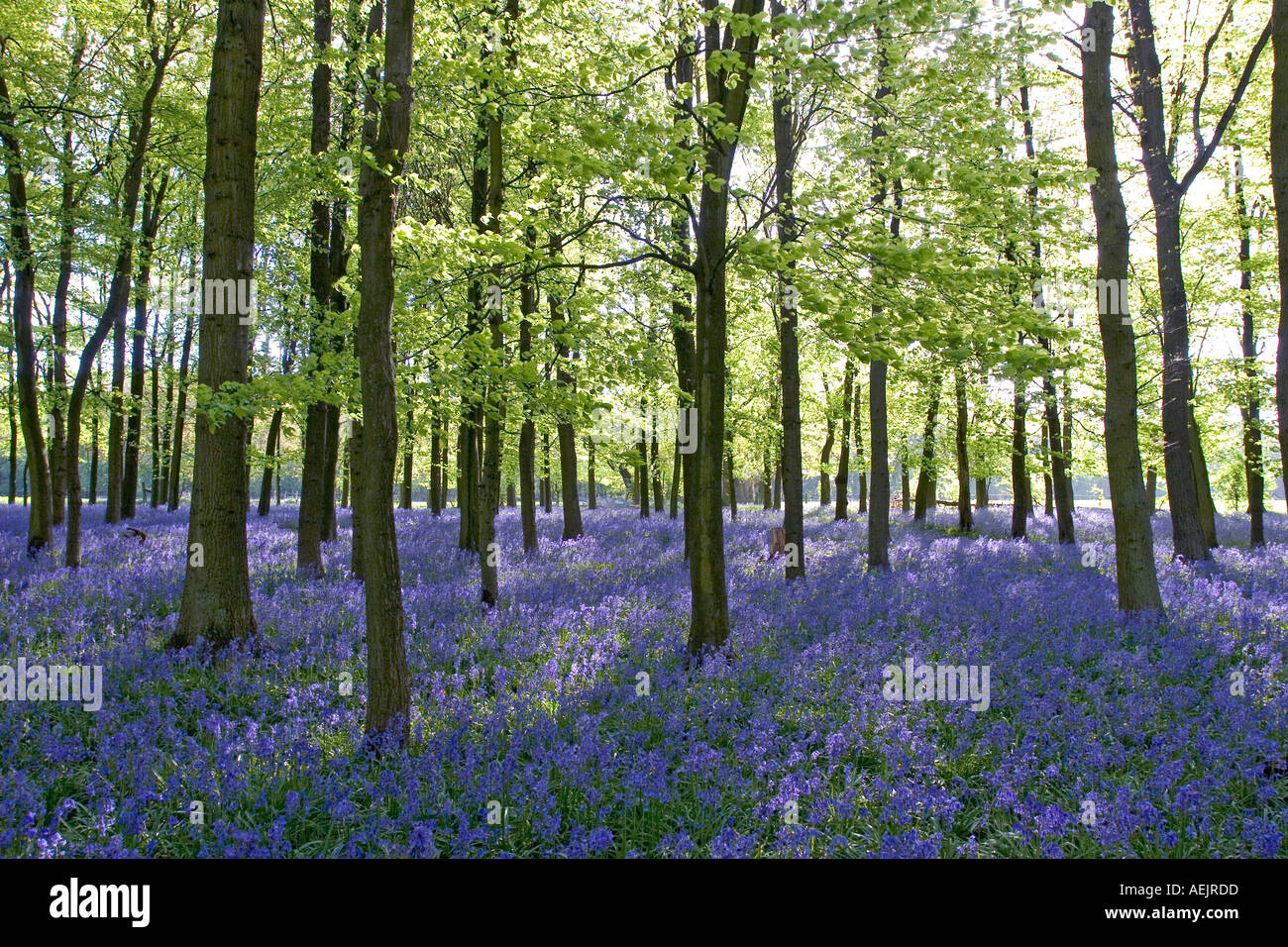 Ashridge Woods Bluebells Buckinghamshire Stock Photo