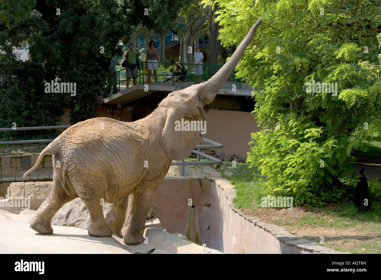 Elephant, zoological garden, Parc de la Ciutadella, Barcelona, Catalonia, Spain Stock Photo