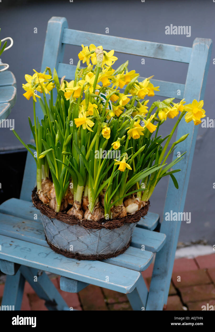 Spring flowers Daffodil Narcissus arrangement Stock Photo