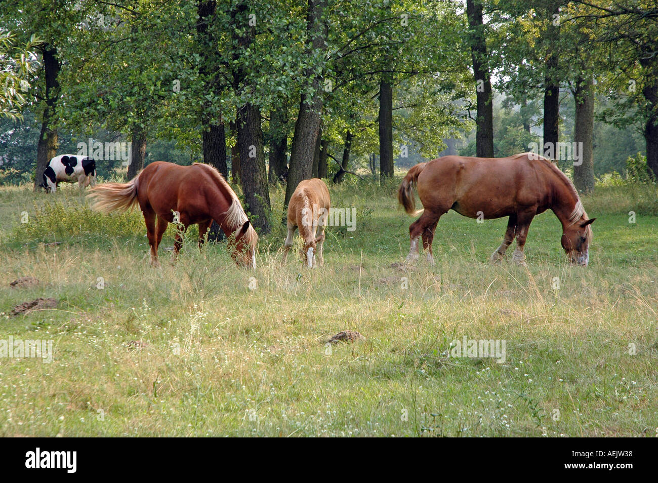 Horses on meadow in Poland Stock Photo