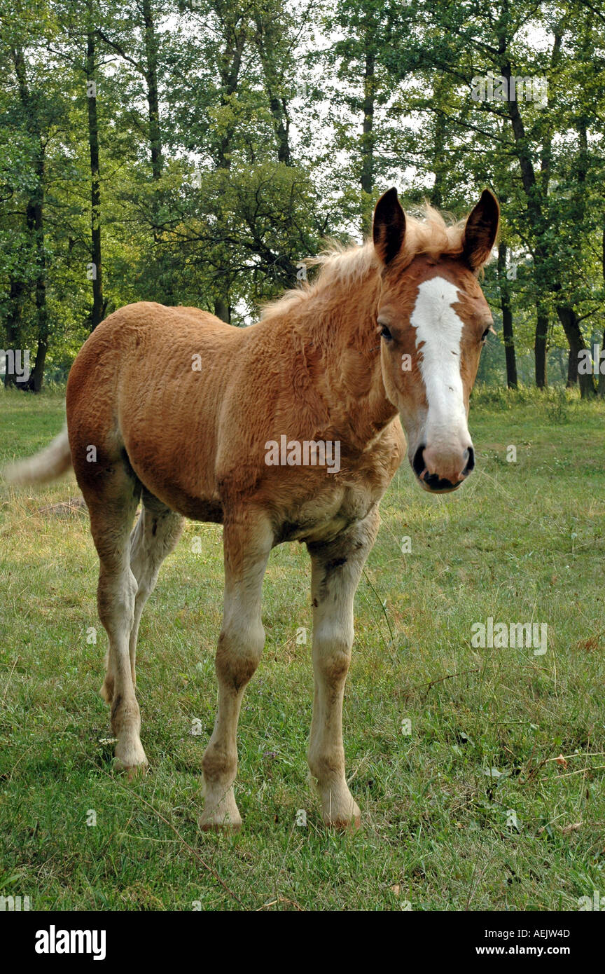 Horse portrait Stock Photo