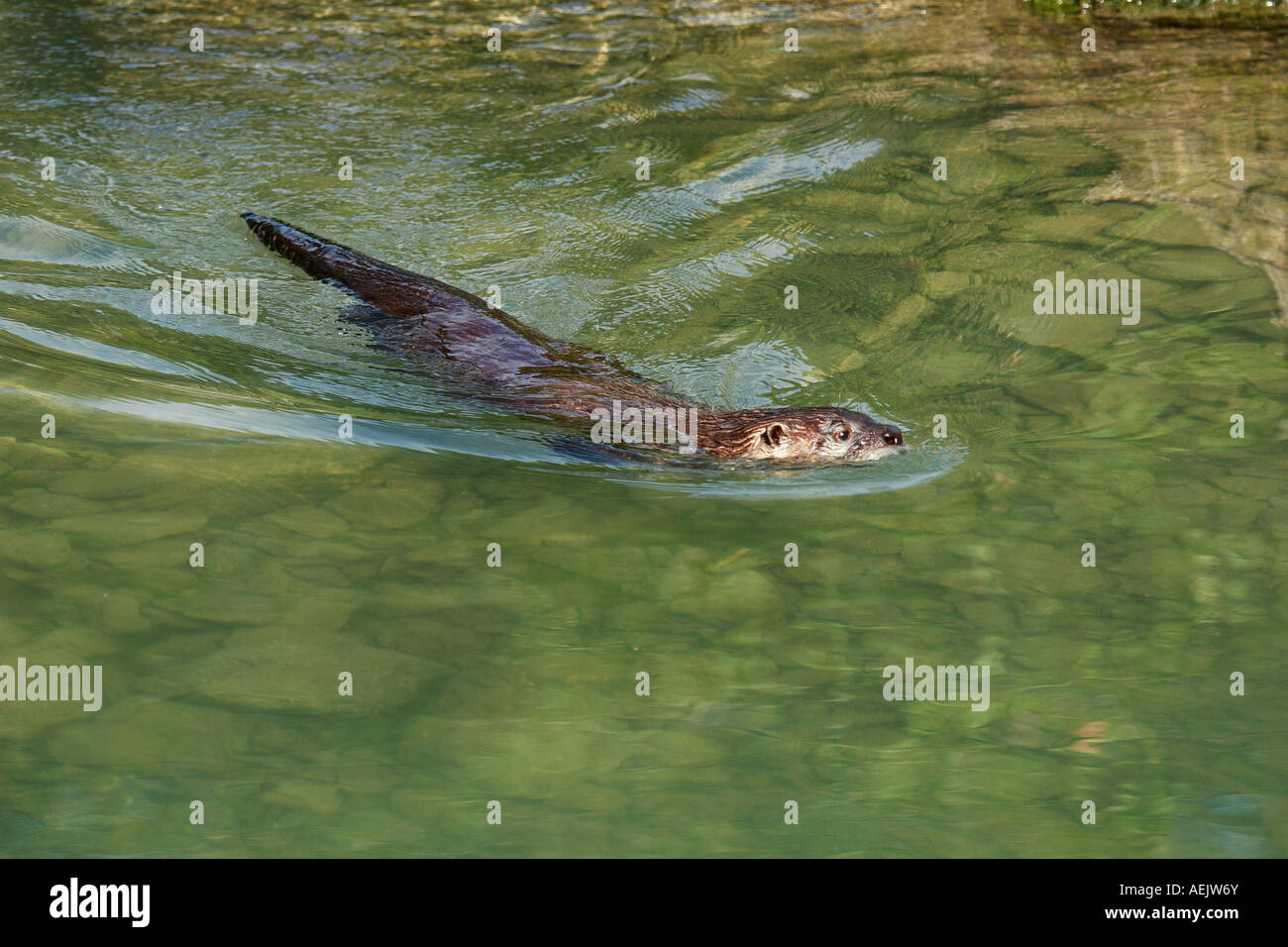 European Otter (Lutra lutra Stock Photo - Alamy