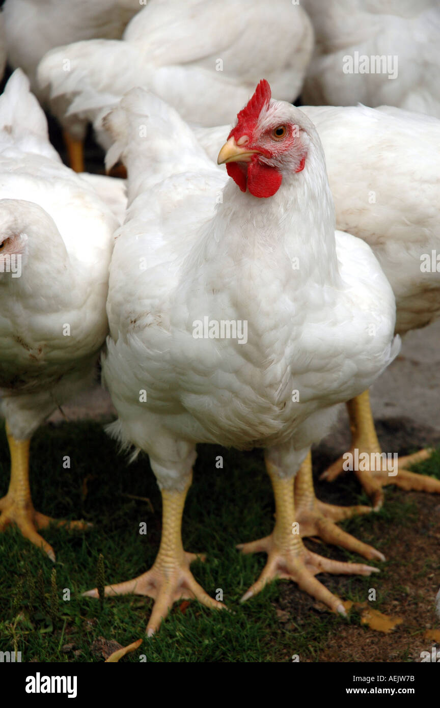 White chickens Stock Photo