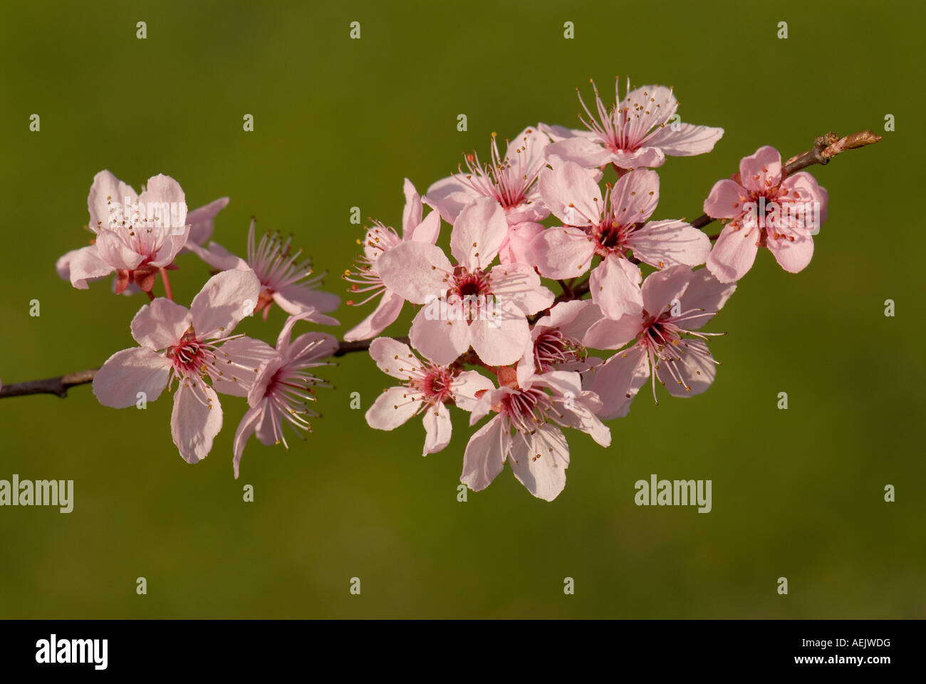 Cherry plum blossoms (Prunus cerasifera 'Nigra' Stock Photo Alamy