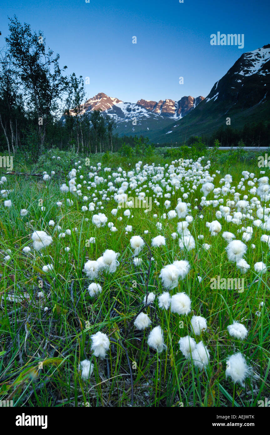 Meadow with Eriophorum, More og Romsdal, Norway Stock Photo