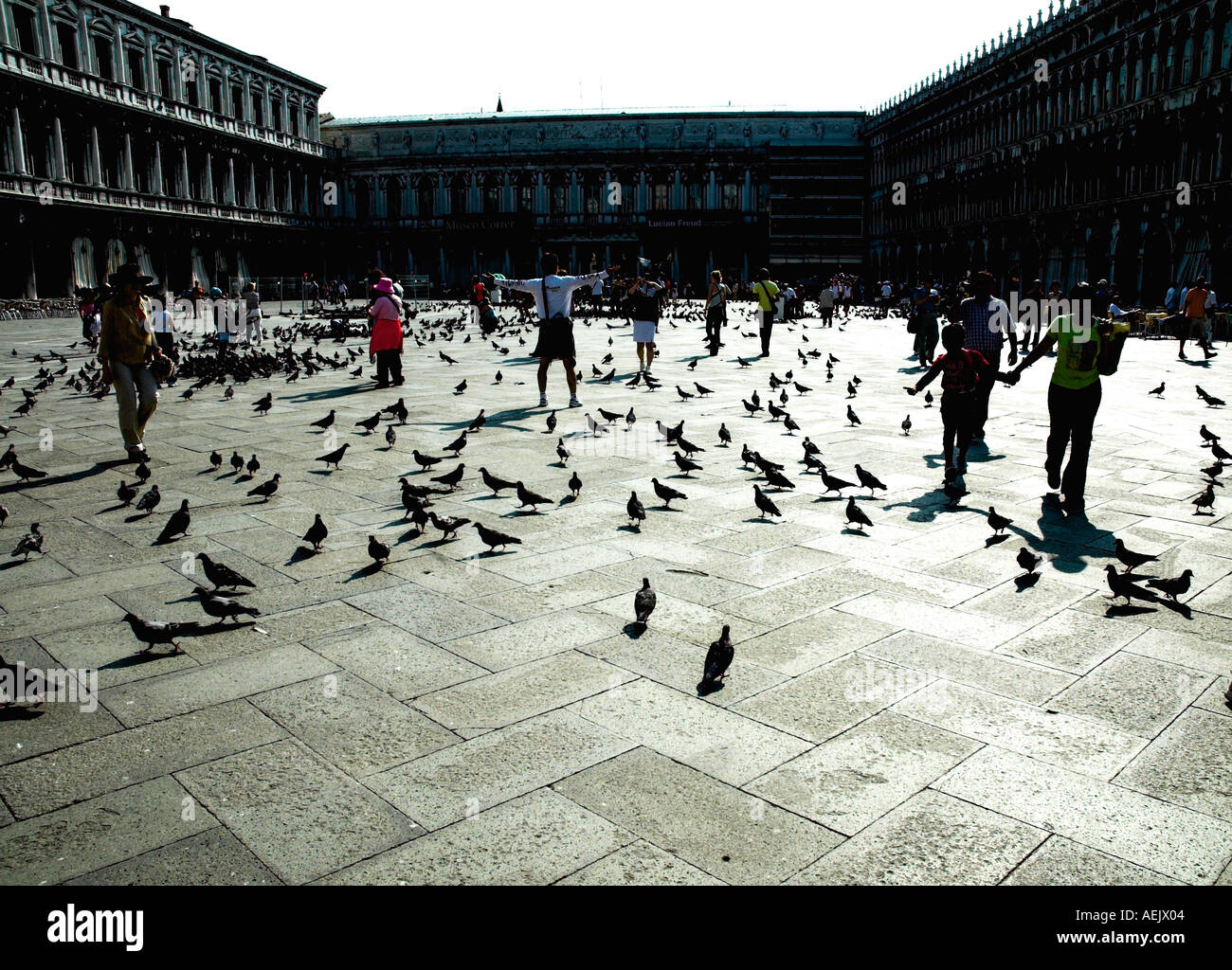 Pigeons in St Mark s Square Venice Stock Photo