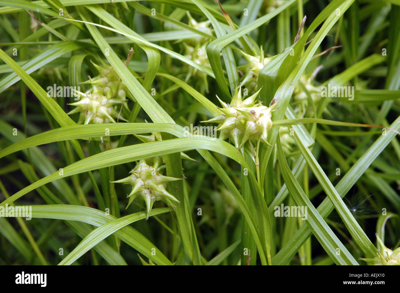 Gray's Sedge Morning Star Sedge Carex grayii Carey Stock Photo