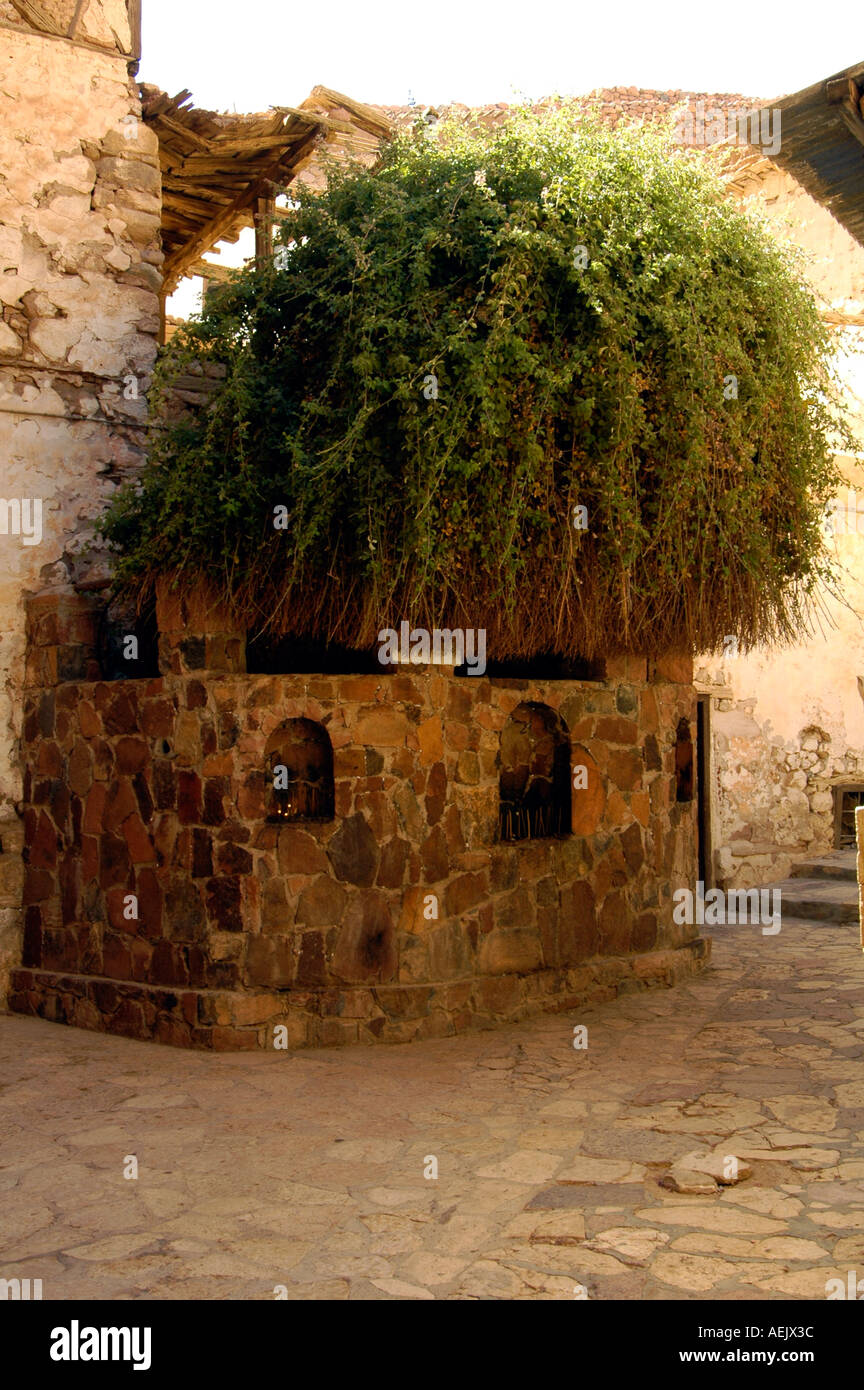 "The burning bush" at the Eastern Orthodox Saint Catherine's Stock