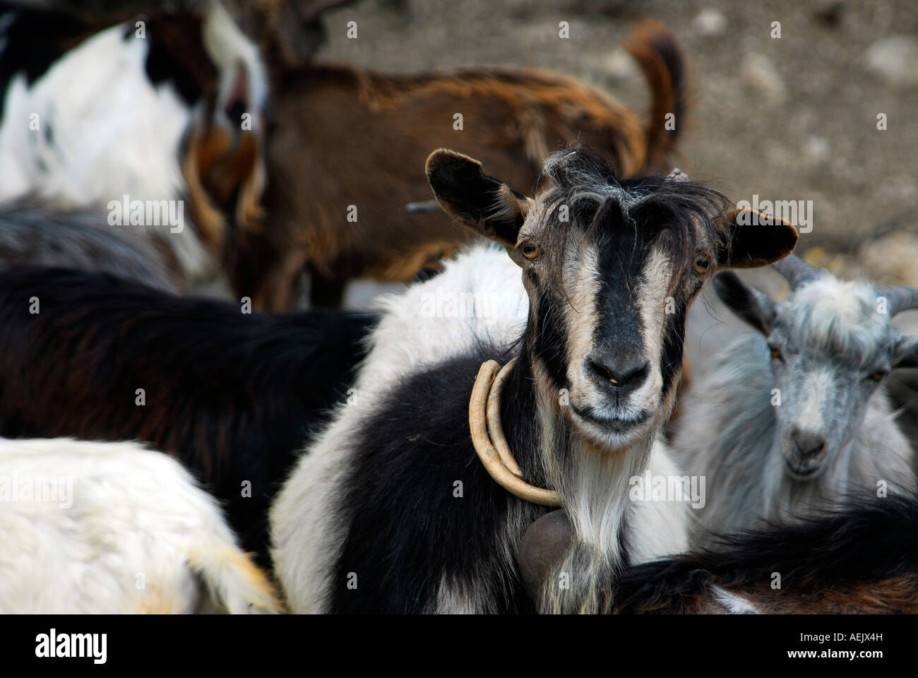 Goats (Capra), Kefalonia, Ionian Islands, Greece Stock Photo