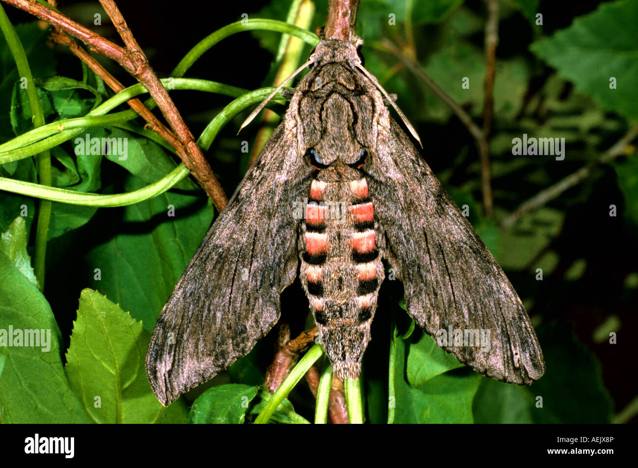 Morning Glory Hawk Moth (Herse convolvuli) Stock Photo