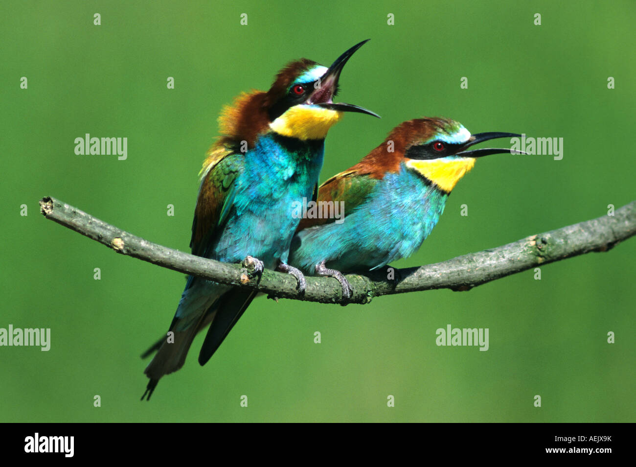 European Bee-eater (Merops apiaster) Stock Photo