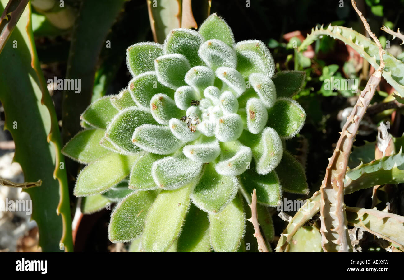 Echeveria specy, Crassulceae growing in summer bed Stock Photo