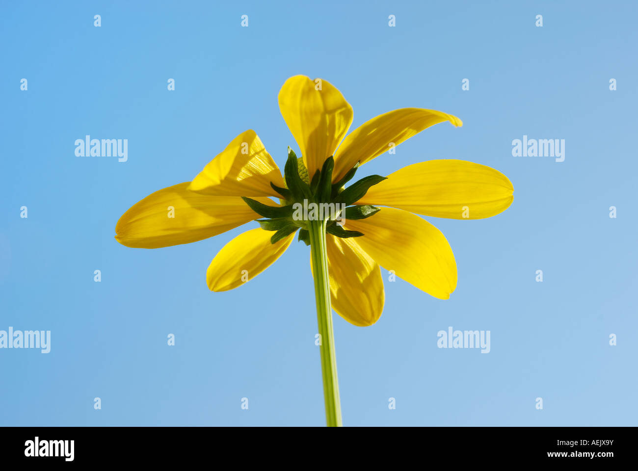 Singular flower of Rudbeckia nitida, Compositaceae Stock Photo