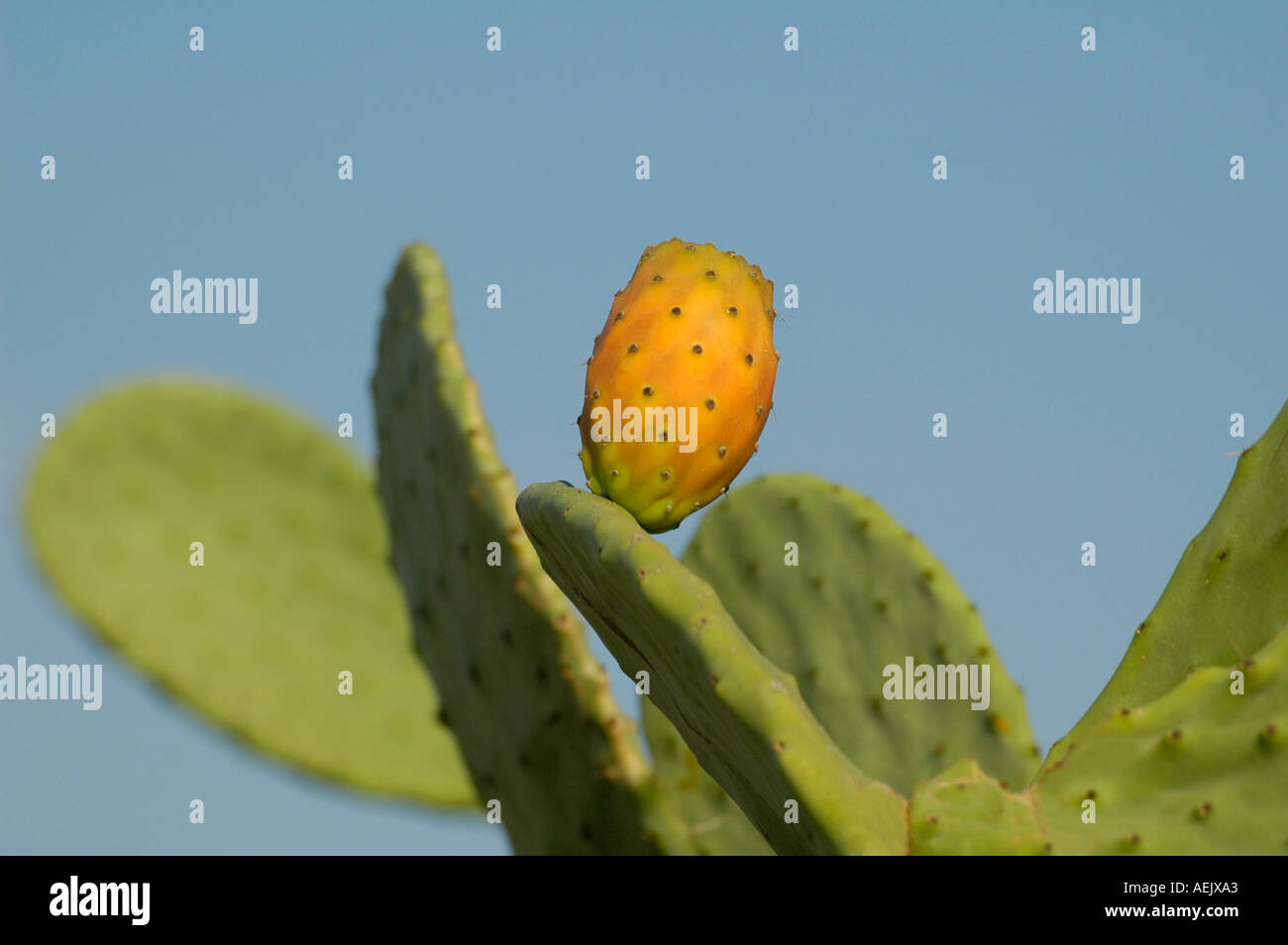 Prickly pear Opuntia cactus fruit Stock Photo
