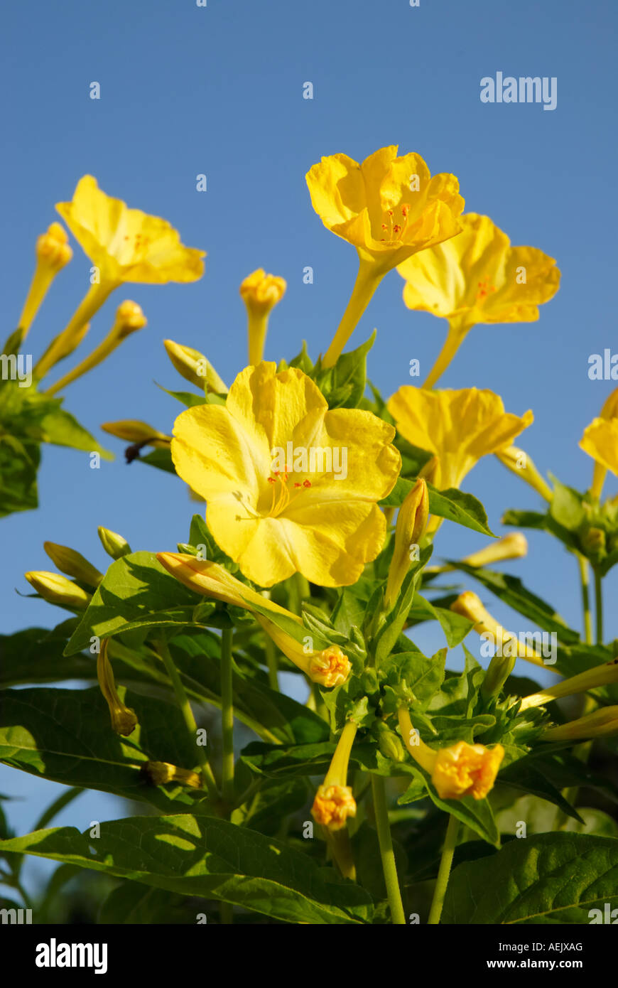 Yellow flowers of mirabilis jalapa, Solanaceae in evening light Stock Photo