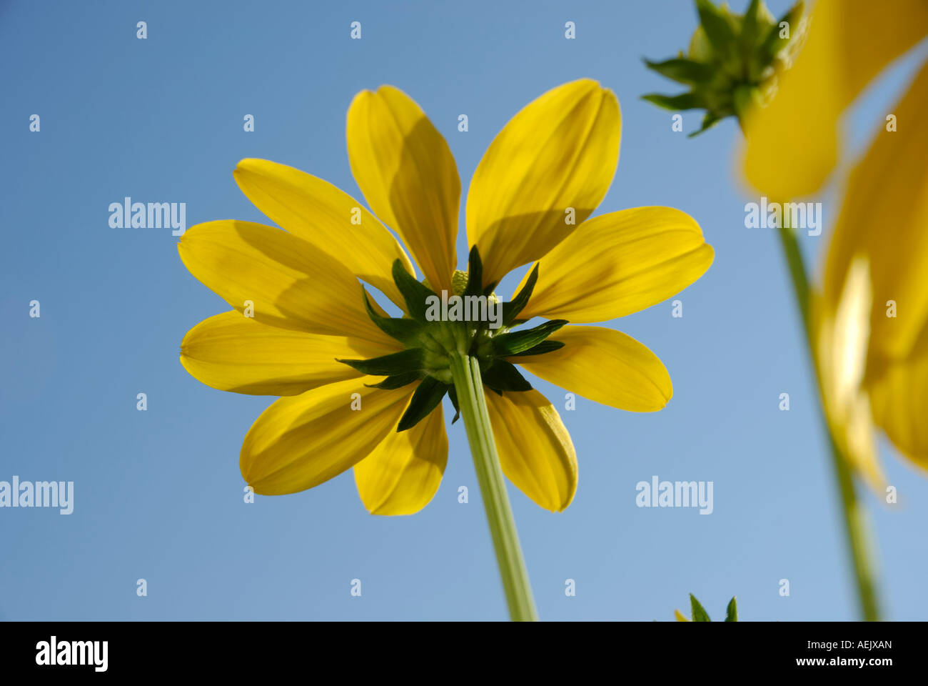 Yellow flowers of rudbeckia nitida, Asteraceae Stock Photo