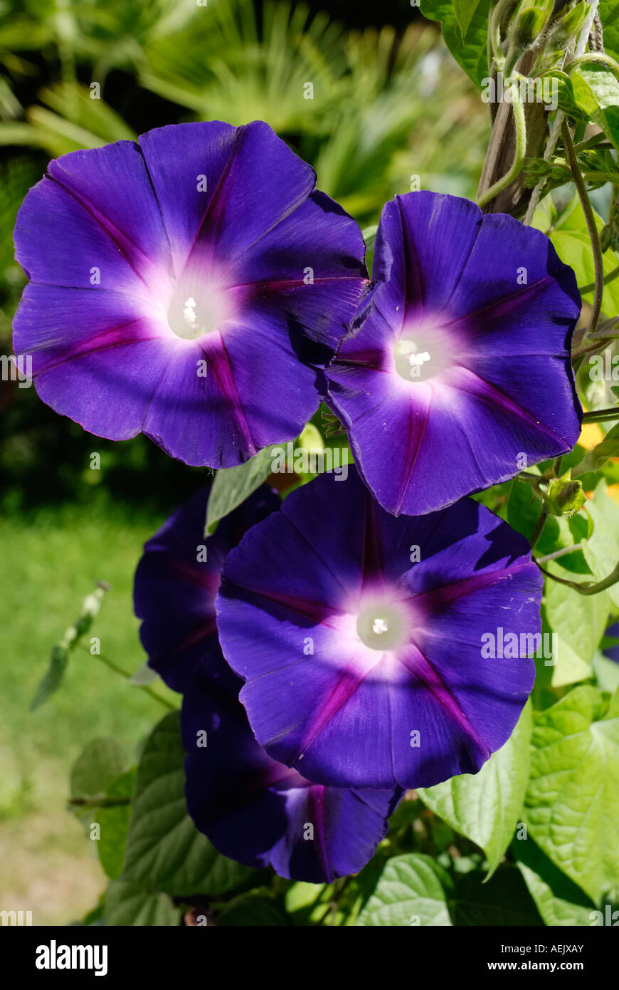 Purple blue flowers of Ipomeae violacea, Convolvulariaceae in bright sunshine Stock Photo