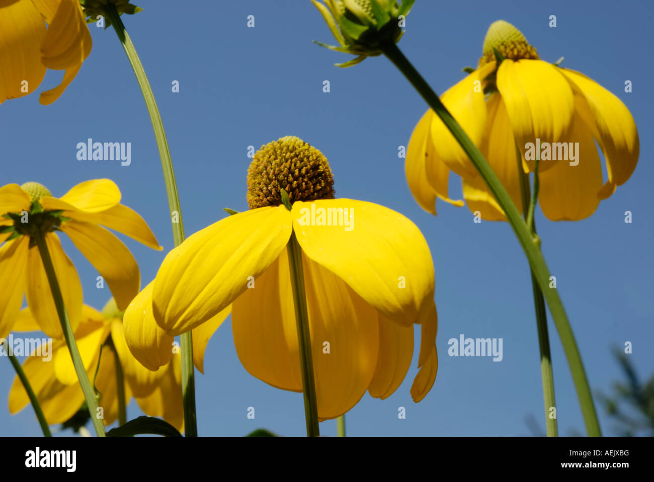 Flowers of rudbeckia nitida, Astereaceae Stock Photo