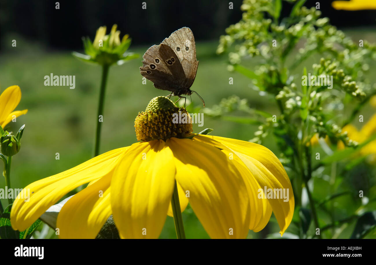 Brown endemic butterfly sibbing from nectar of rudbeckia nitida flower Stock Photo
