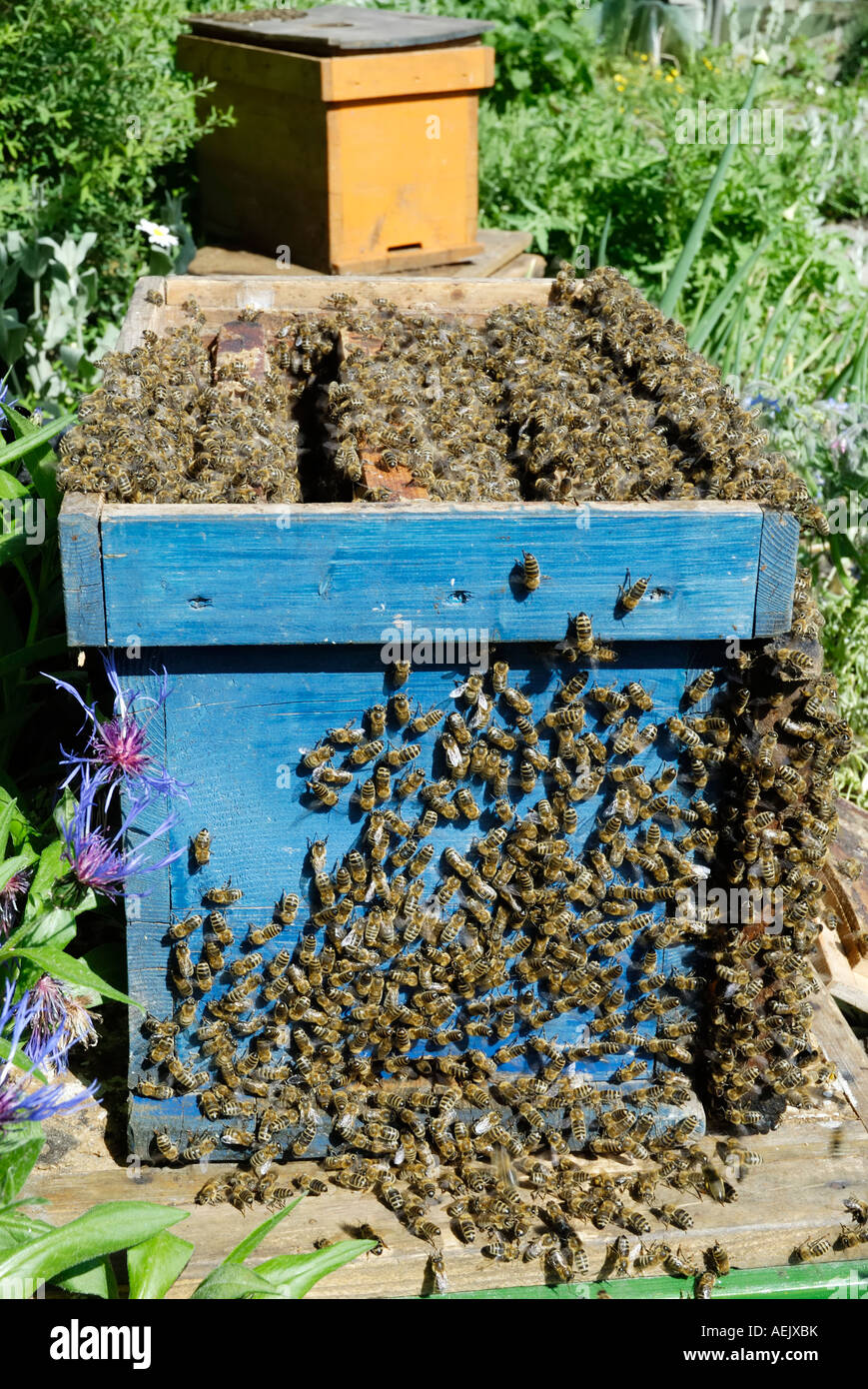 Open beehive bees clinging hires stock photography and images Alamy Open beehive bees clinging hires stock photography and images Alamy